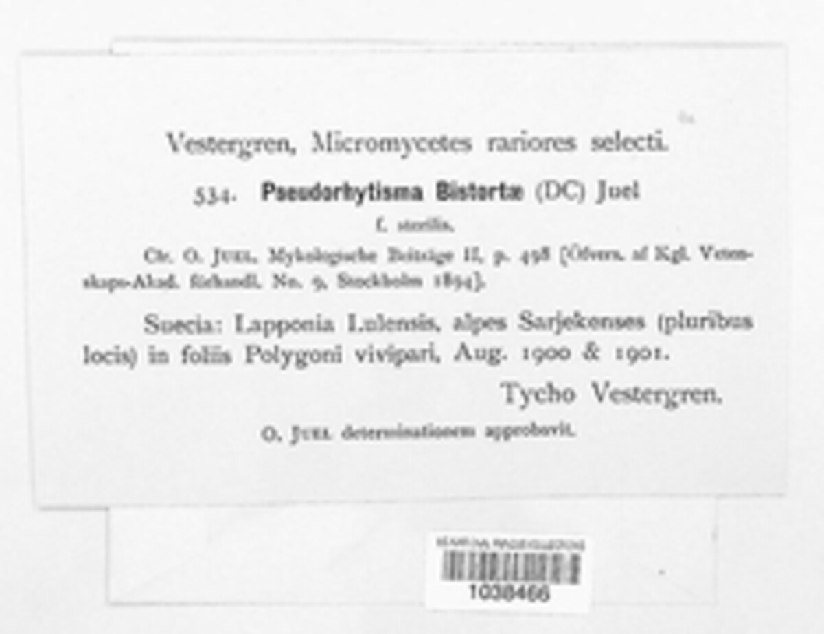 Pseudorhytisma bistortae image